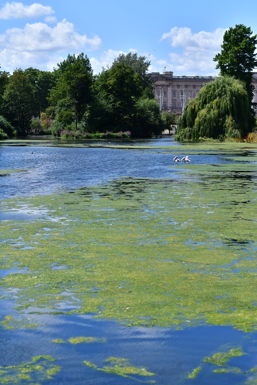 London/St James Park/DSC_2736.JPG